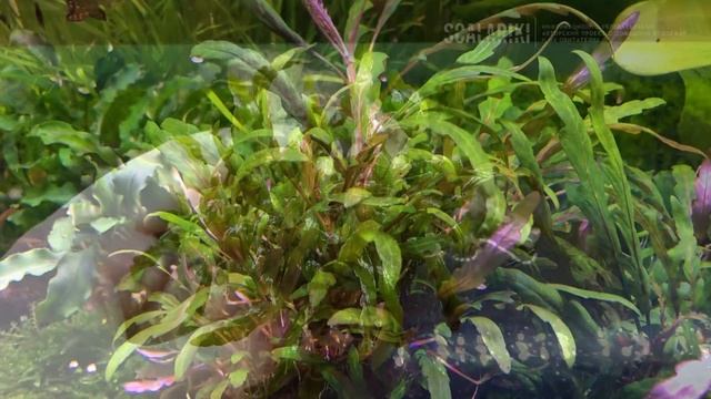 Гигрофила перистонадрезанная / пиннатифида / Hygrophila pinnatifida смотреть онлайн