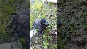 Вороненок выпал из гнезда,кормлю фаршем.