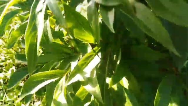 Клубника...Гвоздика...Розы... Пионы... Лилии... смотреть онлайн