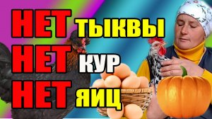 НЕТ ТЫКВЫ. нет кур. НЕТ ЯИЦ.