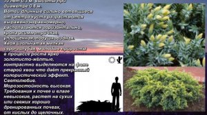 'Dream Joy' - "Дрим Джой". Juniperus squamata. Можжевельник чешуйчатый. Scaly juniper.