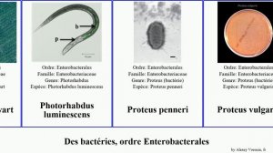 Des bactéries, ordre Enterobacterales genre bacteria vulgaris typhimurium luminescens Proteus