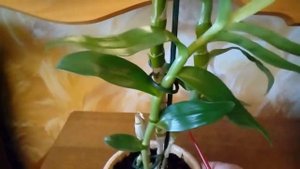 Орхидея ДЕНДРОБИУМ НОБИЛЕ. Уход в домашних условиях.