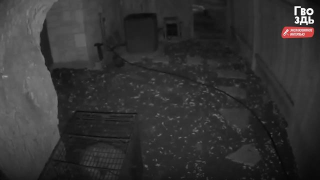 Пес Был в Ужасе, Когда Ловушка Захлопнулась. Он Еще не Знал, Что Его Ждет смотреть онлайн