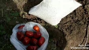 Унаби(Зизифус,Китайський финик ) из косточки.
