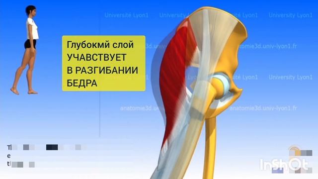 Большая ягодичная мышца, Напрягатель широкой фасции,  Подвздошно-большеберцовый тракт. 3D обзор.