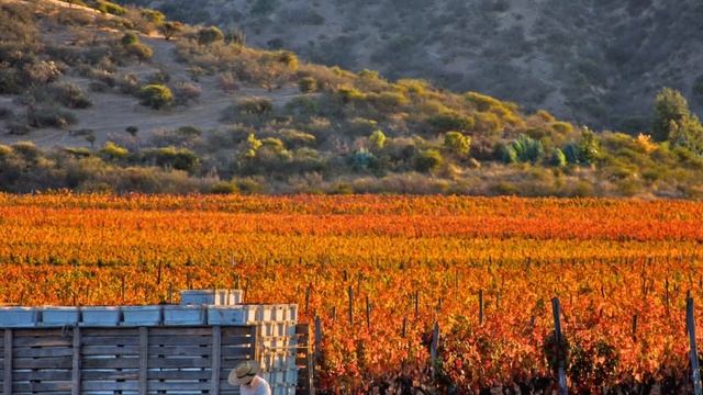 Тайна Карменер Carménère Лучшая виноградная история всех времен