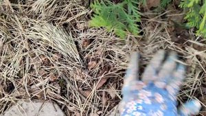 Туя Даника. Зонирование дачи. Мульчирование. Хвойный опад и шишки.