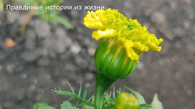 ? Они развелись и муж решил завести новые отношения, но уже совсем скоро осознал, что ему это ...