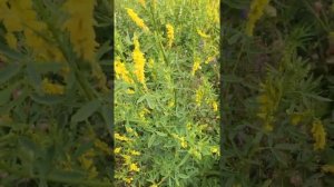 Донник.Желтый и белый.