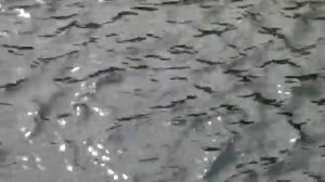 Камчатка. пос.шумный,р.озерная НЕРКА ИДЁТ НА НЕРЕСТ