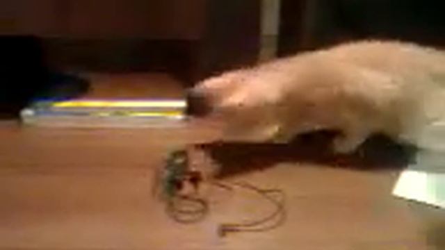 Кот и наушники смотреть онлайн