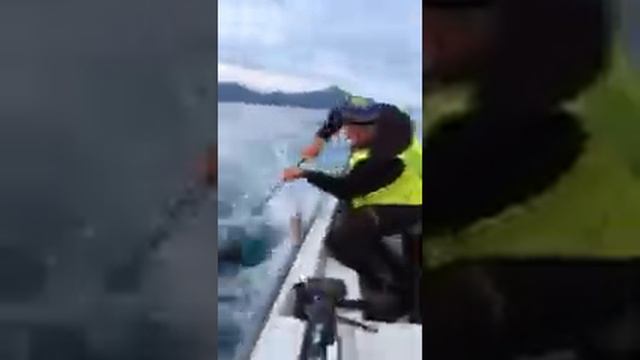 Рыбалка поймали большого палтус на удочку. Камчатка смотреть онлайн