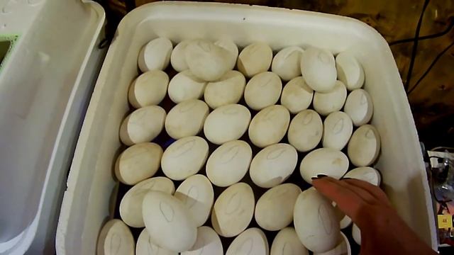17-18 день ИНКУБАЦИИ гусиных яиц. ОВОСКОПИРОВАНИЕ. Инкубатор "Рябушка", дополненный ГИГРОМЕТРОМ