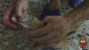 КАК ПРАВИЛЬНО КОРМИТЬ КОТЁНКА | КОРМЛЕНИЕ КОТЁНКА