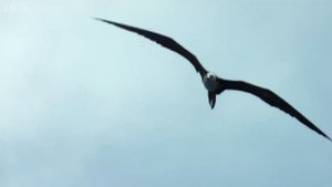 Летучая рыба