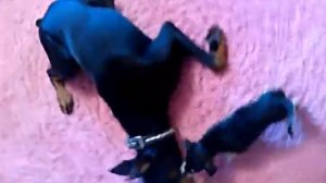 Загрызли добермана