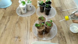 В чём лучше УКОРЕНИТЬ ГЕРАНЬ и с чем? ВЕРМИКУЛИТ! ПЕРЛИТ! ЗЕМЛЯ! ВОДА!