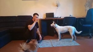 Команда дай | как научить собаку команде дай | дрессировка собак