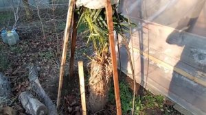 Укрыл пальму на зиму