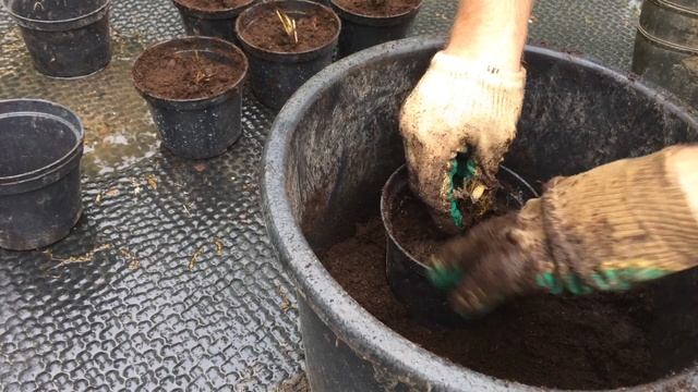 Сажаю рассаду клубники в горшки. смотреть онлайн