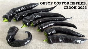 Обзор сортов перцев. Сезон 2023 г.