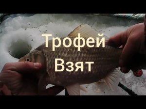 караси монстры клевали весь день, много трофеев. рыбалка на озере чаны.. остров заячий