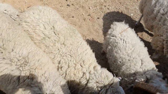 овца святого Якова смотреть онлайн