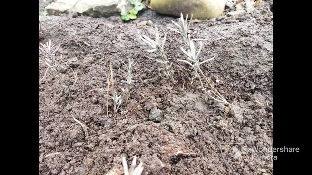 Розсаджую лаванду. смотреть онлайн