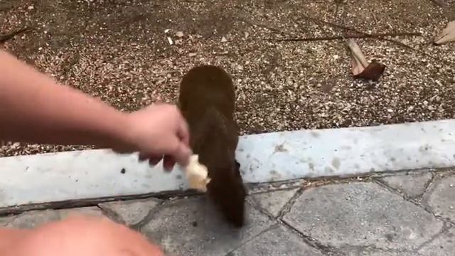 Агути, Мексика смотреть онлайн