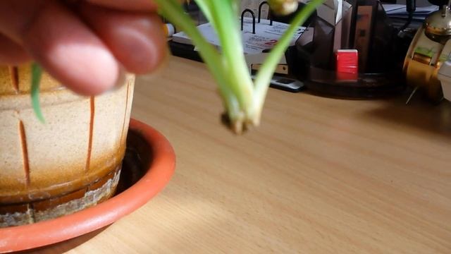 ХЛОРОФИТУМ - размножение, польза, условия содержания!