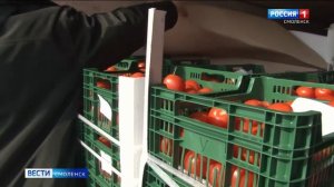 Через Смоленскую область пытались провезти зараженные томаты