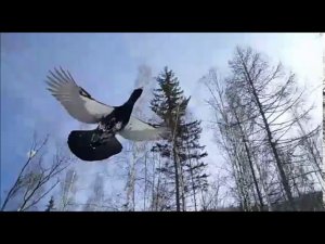 Иркутский глухарь на бреющем полёте