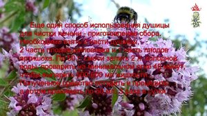 Душица обыкновенная