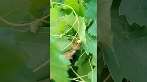 Смерть винограда. Филлоксера.