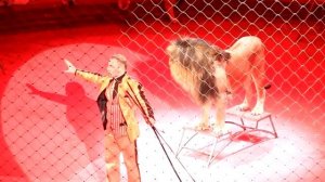 Тигры запашных