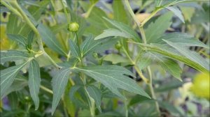 Рудбекия многолетняя. Рудбекия Золотые шары в начале цветения