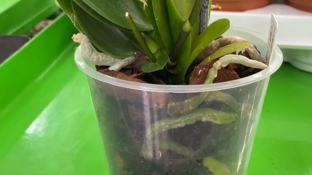 Свежие орхидеи в Ашане! Амстердам, пелорик Cia Yenlin , Азиан Корал ... объявление для омичей))) смотреть онлайн