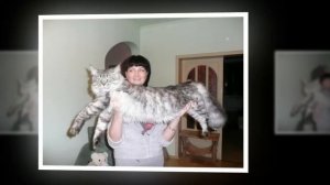 Мейн-кун – популярная порода крупных американских кошек | Краткое описание и фото породы мэйн кун