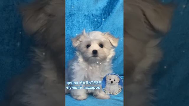 мальтезе Аэлит смотреть онлайн