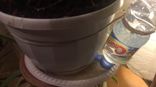 Автопоилка для комнатных цветов смотреть онлайн