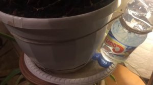 Автопоилка для комнатных цветов