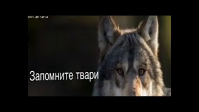 Топ-10 ЛУЧШИХ ЦИТАТ ВОЛКА из ТикТока | безумно можно быть первым смотреть онлайн