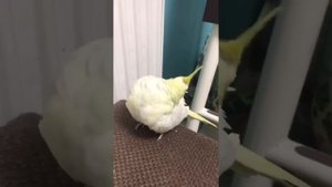 Как научить попугая командам?|Дрессировка попугая