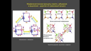 Биология цифровизации