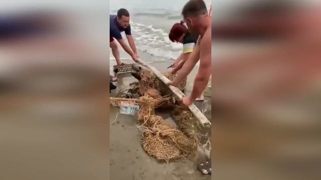 Уникальные кадры спасения животных. Люди помогают животным оказавшимся в беде #5 смотреть онлайн