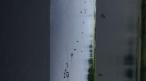 Склочница утка держит в страхе все озеро