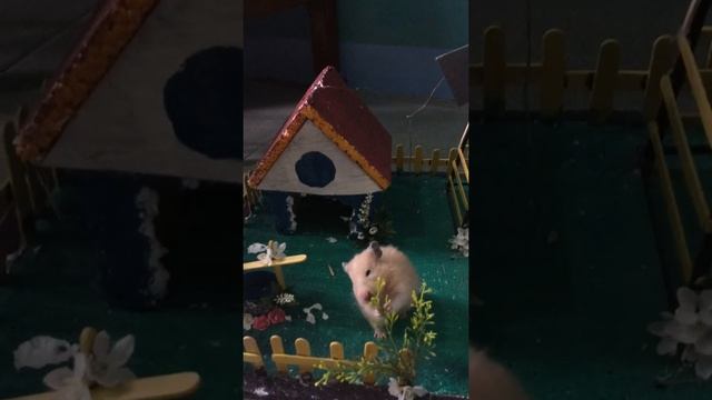 hamster playground