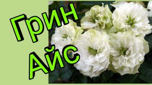 Миниатюрная роза Грин Айс.