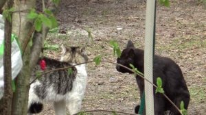 Два кота обсуждают мартовскую неудачу